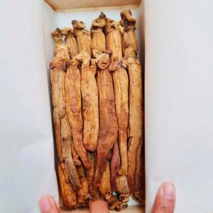 Củ sâm bên trong hộp gỗ