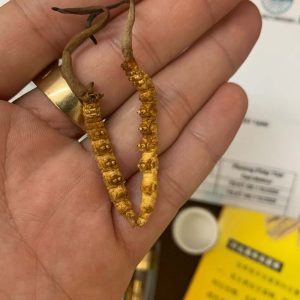 Con đông trùng hạ thảo cầm trên tay tại Huệ Minh Korea