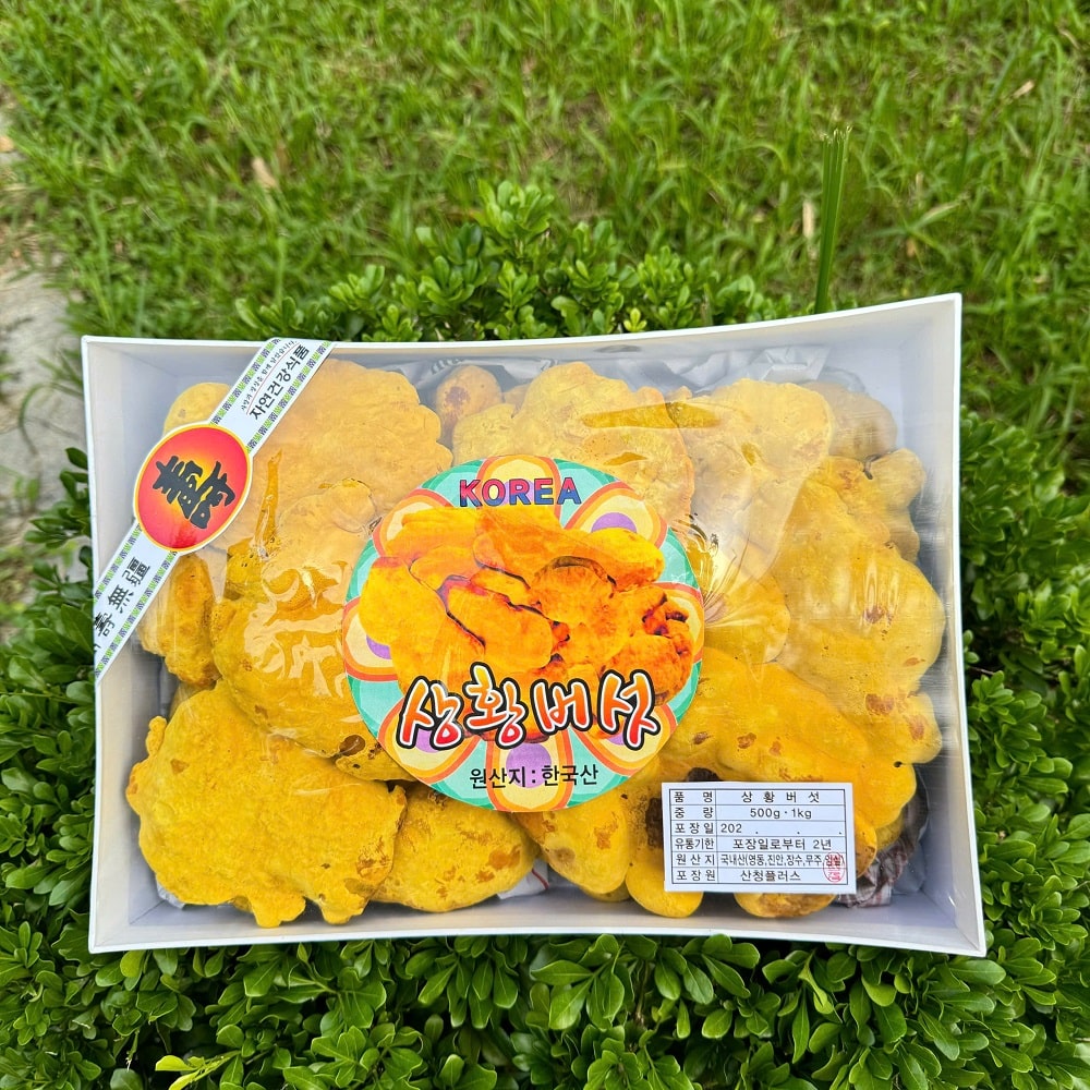 Nấm thượng hoàng tự nhiên Hàn Quốc Nấm thượng hoàng tự nhiên Hàn Quốc