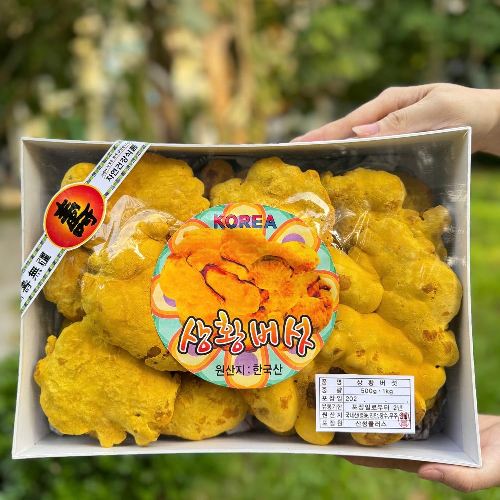 Nấm thượng hoàng hay còn gọi là Hoàng linh chi cao cấp Nấm thượng hoàng hay còn gọi là Hoàng linh chi cao cấp