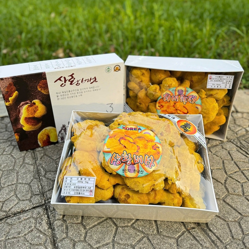 Nấm thượng hoàng 365 hộp 0,5 kg cao cấp Hàn Quốc Nấm thượng hoàng 365 hộp 0,5 kg cao cấp Hàn Quốc