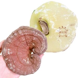 Hình ảnh mặt trước và mặt sau lá nấm linh chi Kana