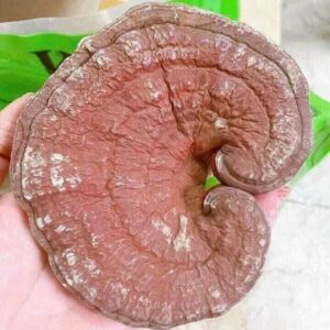 Nấm cao cấp tự nhiên không chất kích thích còn nguyên phấn