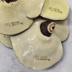 Mặt trước tai nấm linh chi đỏ Achimmadang thượng hạng